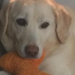 Meet your Posher, Carla